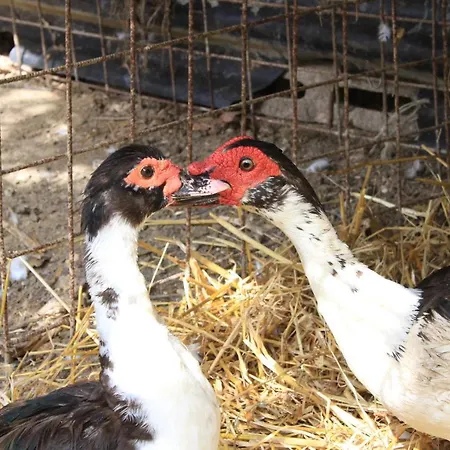 Agriturismo San Martino فندق مبيت وإفطار Monte San Martino